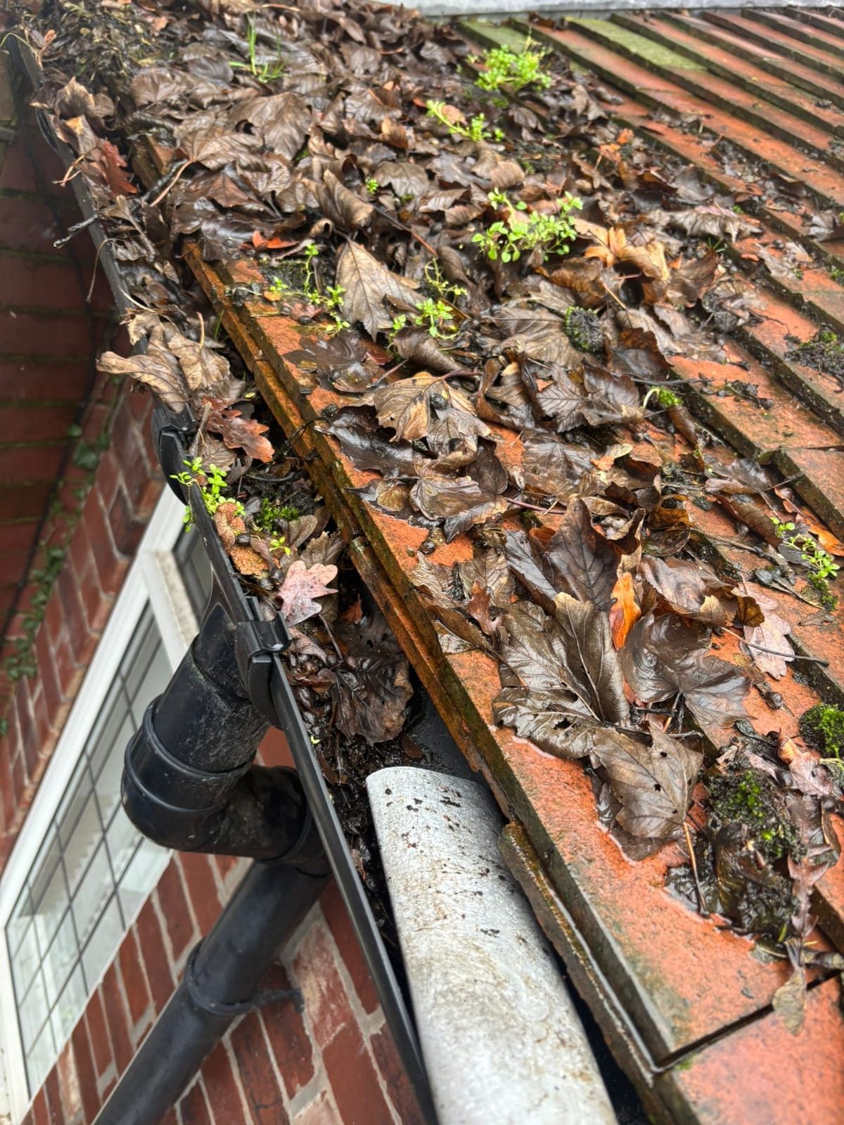 Roof tiles and gutter overgrown with moss, leaves and weeds before treatment