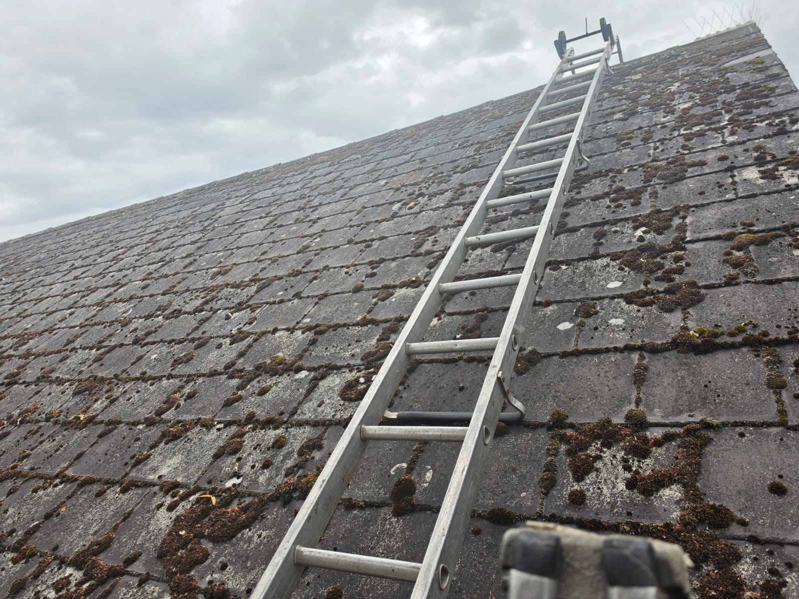 Roof tiles covered in heavy moss and lichen before treatment