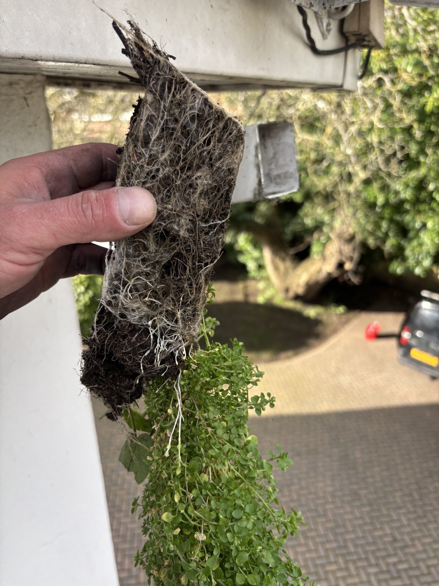 Hand holding a root mat pulled out of a blocked gutter
